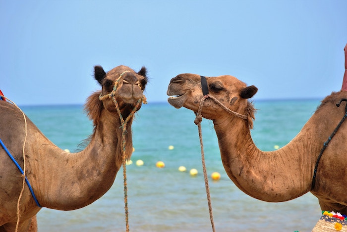 两只骆驼面对面开始交谈