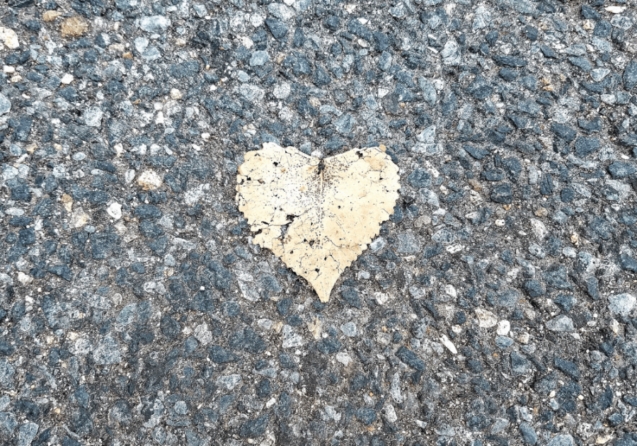 heart shaped leaf on ground signs the universe wants you to be with someone